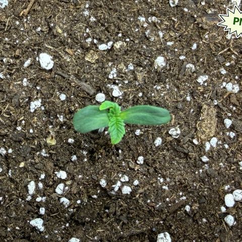 Foto del growlog de T-PM: Day 3