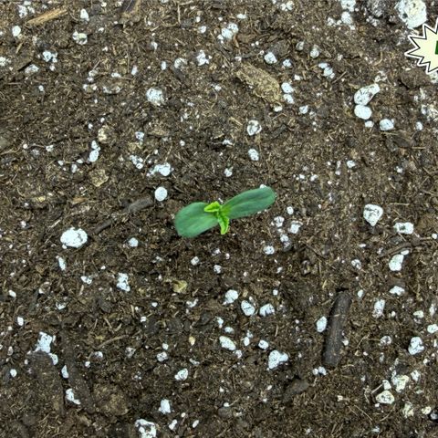 Foto del growlog de T-PM: Day 2