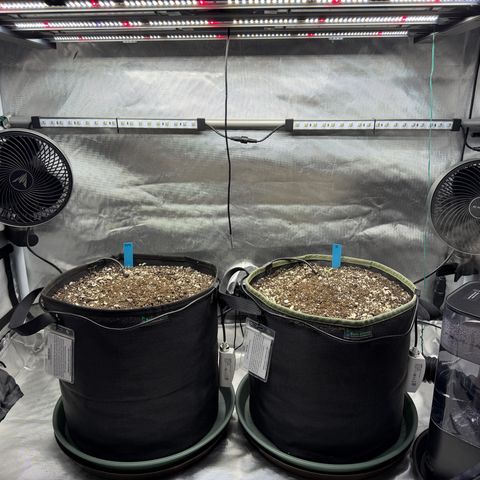 Foto del growlog de T-PM: Day 2