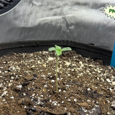 Foto del growlog de T-PM: Day 4