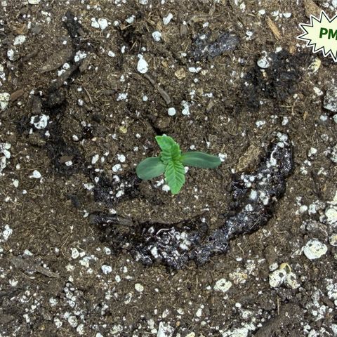 Foto del growlog de T-PM: Day 4