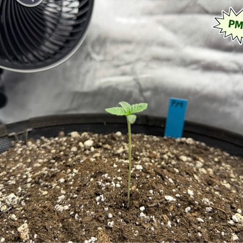 Foto del growlog de T-PM: Day 5