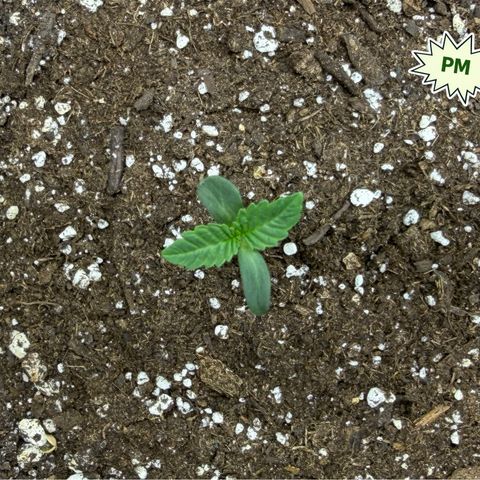 Foto del growlog de T-PM: Day 5