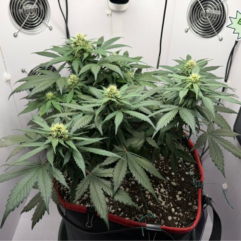 A-BPPR3 growlog photo: Day 43