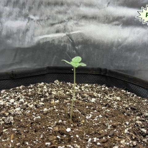 Foto del growlog de T-PM: Day 6