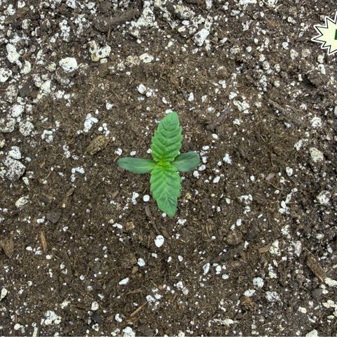Foto del growlog de T-PM: Day 6