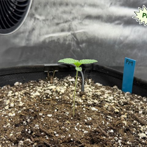 Foto del growlog de T-PM: Day 7