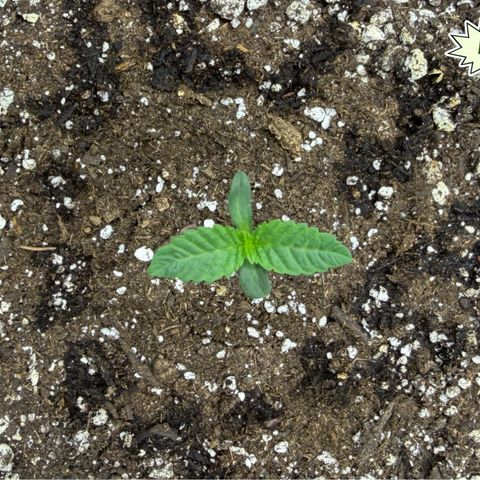 Foto del growlog de T-PM: Day 7