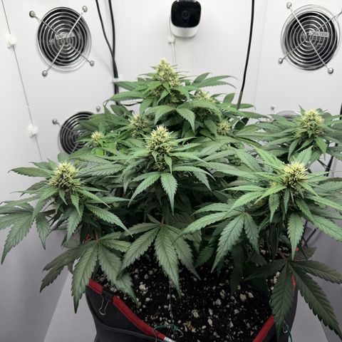 A-BPPR3 growlog photo: Day 47
