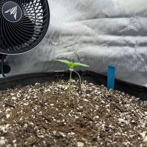 Foto del growlog de T-PM: Day 8