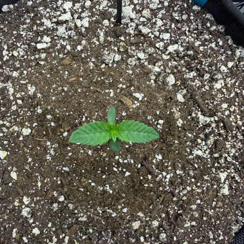 Foto del growlog de T-PM: Day 8