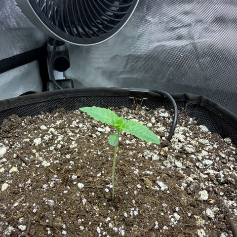 Foto del growlog de T-PM: Day 8