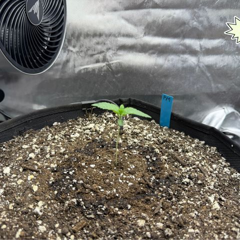 Foto del growlog de T-PM: Day 9