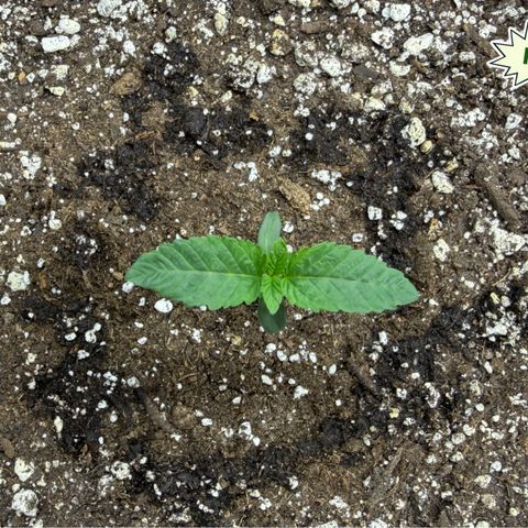 Foto del growlog de T-PM: Day 9