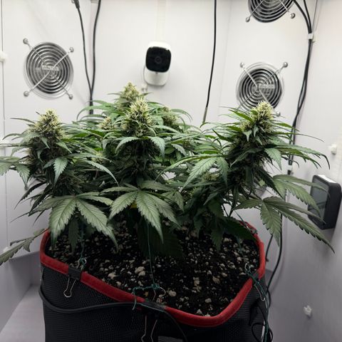 A-BPPR3 growlog photo: Day 50