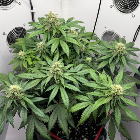 A-BPPR3 growlog photo: Day 50