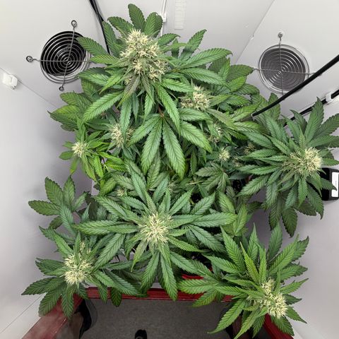 A-BPPR3 growlog photo: Day 50