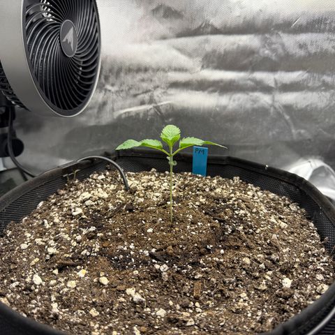 Foto del growlog de T-PM: Day 12