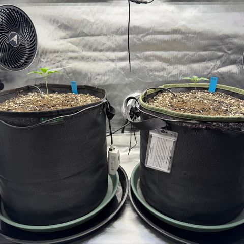 Foto del growlog de T-PM: Day 12