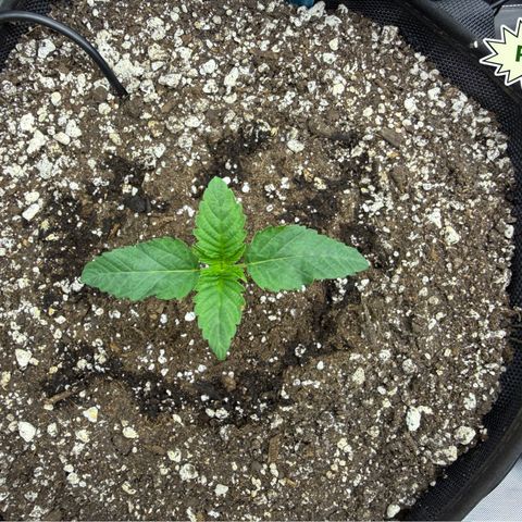 Foto del growlog de T-PM: Day 12
