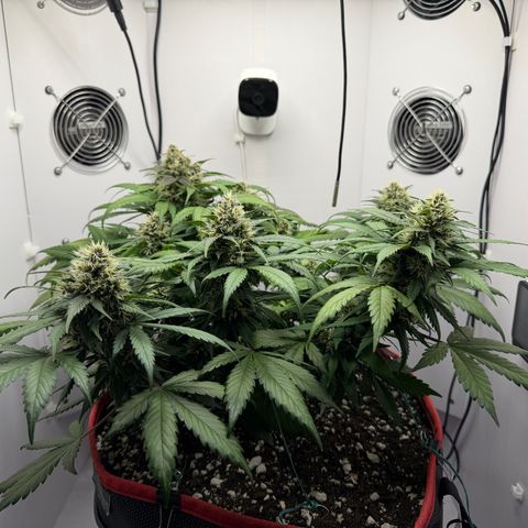 A-BPPR3 growlog photo: Day 52