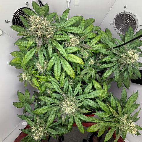 A-BPPR3 growlog photo: Day 52