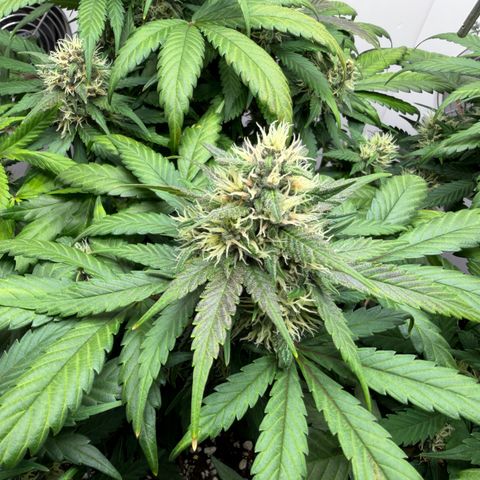 A-BPPR3 growlog photo: Day 52