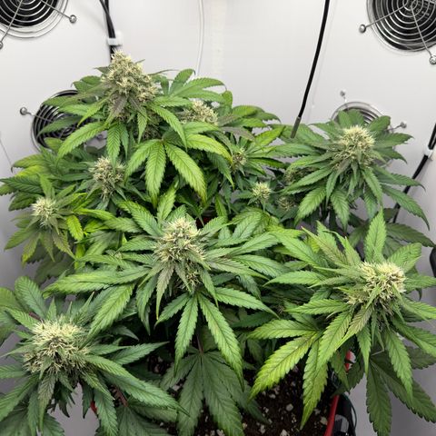 A-BPPR3 growlog photo: Day 52