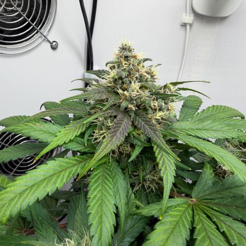 A-BPPR3 growlog photo: Day 52