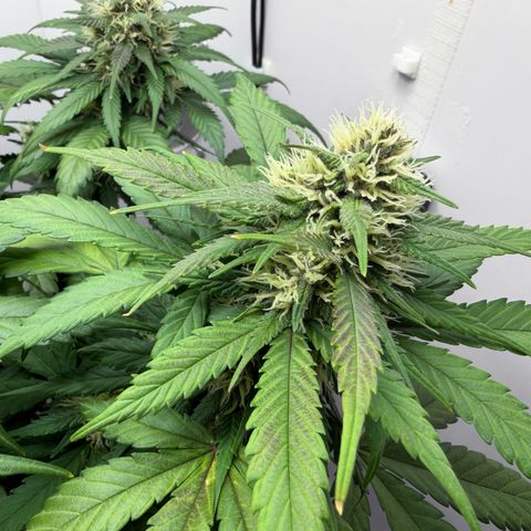 A-BPPR3 growlog photo: Day 52