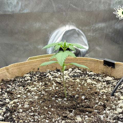 Foto del growlog de T-PM: Day 15