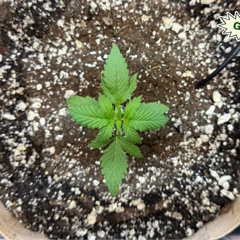 Foto del growlog de T-PM: Day 15