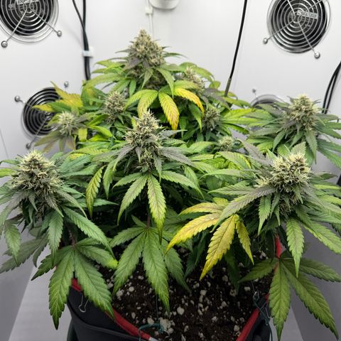Growlog-Foto von A-BPPR3: Day 54