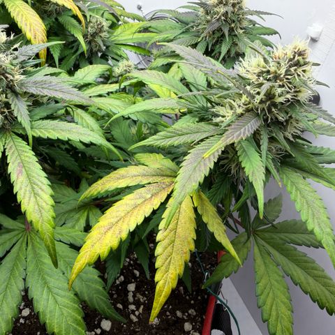 Growlog-Foto von A-BPPR3: Day 54