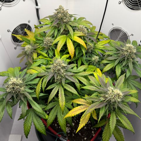 Growlog-Foto von A-BPPR3: Day 54