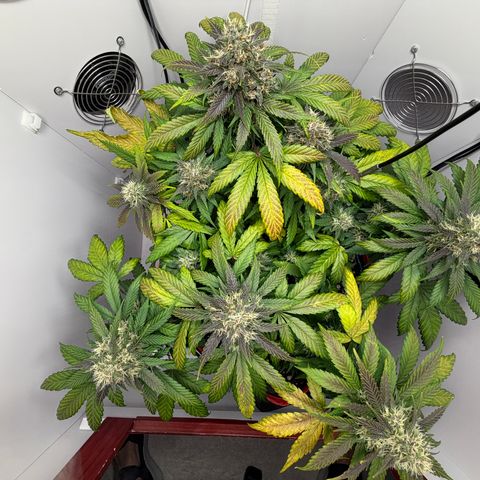 Growlog-Foto von A-BPPR3: Day 54