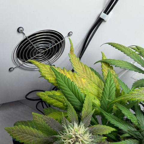 Growlog-Foto von A-BPPR3: Day 54