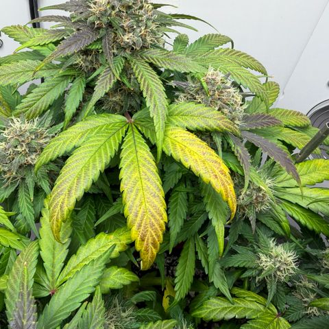 Growlog-Foto von A-BPPR3: Day 54