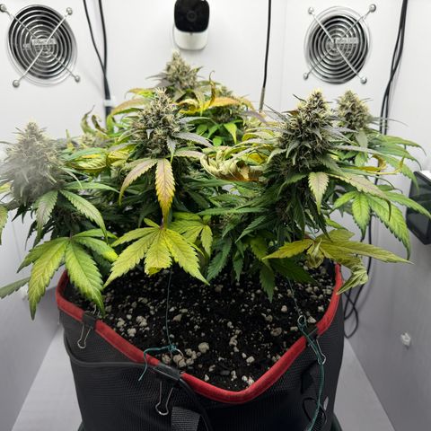 Growlog-Foto von A-BPPR3: Day 57