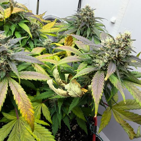 Growlog-Foto von A-BPPR3: Day 57