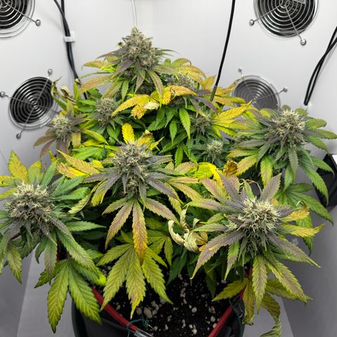 Growlog-Foto von A-BPPR3: Day 57