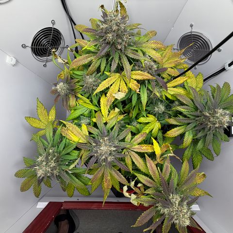 Growlog-Foto von A-BPPR3: Day 57