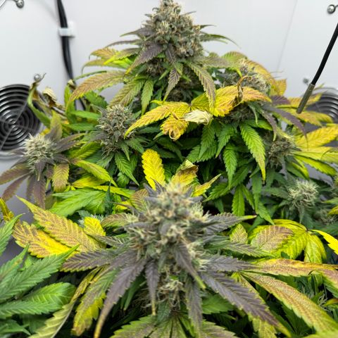 Growlog-Foto von A-BPPR3: Day 57