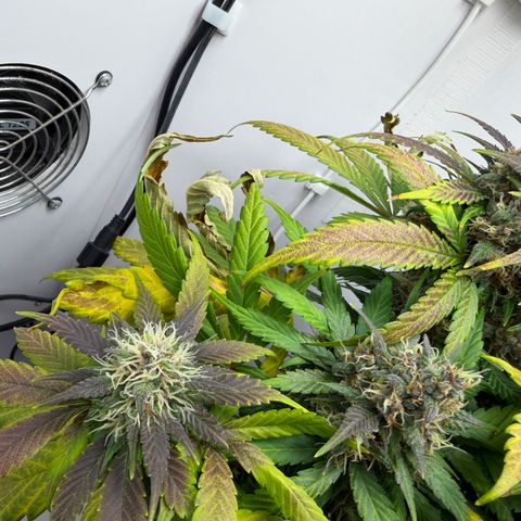 Growlog-Foto von A-BPPR3: Day 57