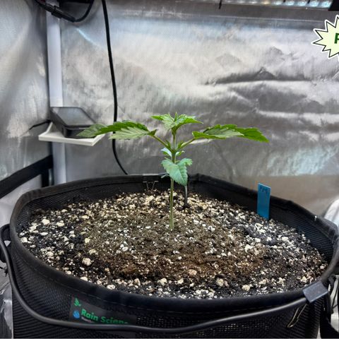 Foto del growlog de T-PM: Day 18