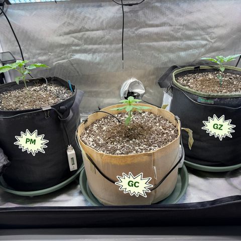Foto del growlog de T-PM: Day 18