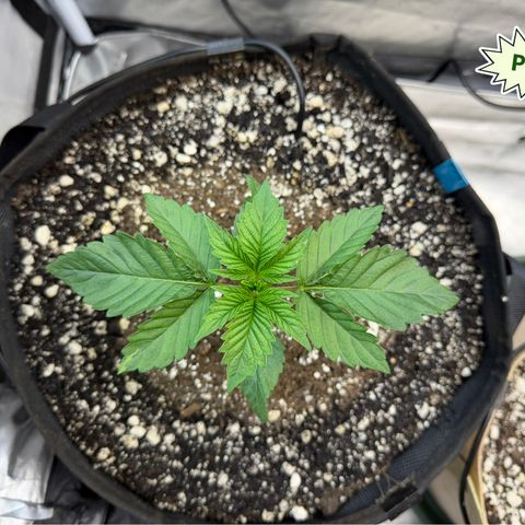 Foto del growlog de T-PM: Day 18