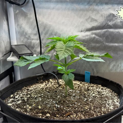 Foto del growlog de T-PM: Day 21