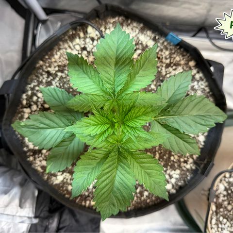 Foto del growlog de T-PM: Day 21