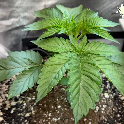 Foto del growlog de T-PM: Day 22